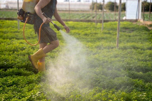 Best Wasp Removal Services  in Salida, CA