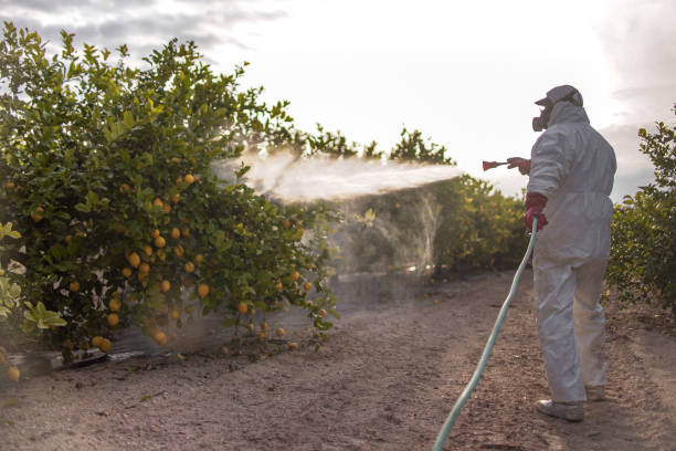 Best Termite Control Services  in Salida, CA