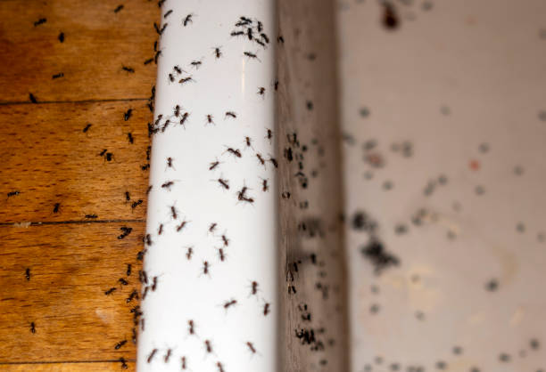 Best Pest Prevention Services  in Salida, CA