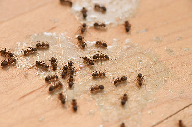 Best Pest Removal Services  in Salida, CA