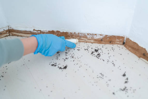 Best Flea Control Services  in Salida, CA