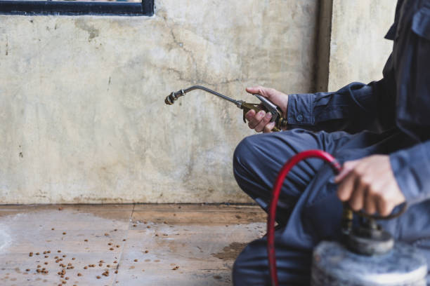 Best Rat Extermination Near Me  in Salida, CA